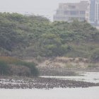 Miles de aves se encuentran en un islote del Río Guayas.