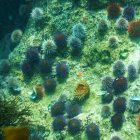 En la imagen de archivo, vista de unos erizos de mar y otras plantas marinas que viven en un bosque de quelpo (un alga marina) en el Océano Índico en False Bay, en Ciudad del Cabo, Sudáfrica.
