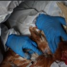 Acción. Agrocalidad y el MAG anunciaron un cerco epidemiológico.