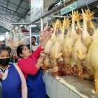 Mercado.- La venta de pollos hasta este martes 29 de noviembre de 2022 es normal, después de que el 27 de noviembre se anunció un brote de gripe aviar.