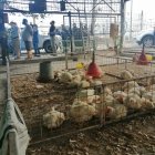Galpón.- Uno de los lugares donde venden pollos en pie en Guayaquil.