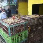 Control.- El gobernador del Guayas, Lorenzo Calvas, en un operativo en galpones donde venden pollos en pie.