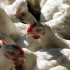 El sector avícola en Ecuador genera 1.800 millones de dólares anuales, apoya con el 24% del Producto Interno Bruto Agropecuario y genera 300.000 empleos. Fotografía de archivo.