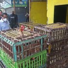 Acción.- El gobernador del Guayas, Lorenzo Calvas, realizó un operativo en galpones, vía a Daule, donde venden pollos en pie.