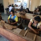 Tarea. En esta empresa familiar, la mayoría de la plantilla son mujeres que se encargan de enrollar las hojas.
