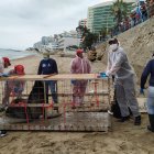 La especie. Fue trasladada en buenas condiciones a La Chocolatera.