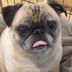 El can falleció el pasado 2 de diciembre