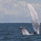 Fotografía de la aleta de una ballena jorobada.