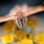 En la imagen de archivo, ejemplar de la mariposa Vanessa de los cardos (Vanessa cardui).