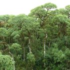 Tipo de vegetación que es nativa de Galápagos y exclusiva en el mundo está disminuyendo y se recolecta semillas de esas especies para sembrar.