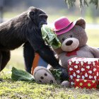 Situación. La mayoría de estos animales son rescatados de laboratorios.