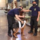 Consejos. En esta época, las mascotas también deben ser protegidas.