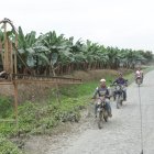 Hacienda.- Los plantas de banano que hay en más de 10.000 hectáreas que hay en La Clementina.