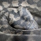 Carpet Python (Morelia spilota).