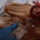 Control.- Un experto de Agrocalidad revisa a pollos en una granja, por los brotes de la gripe aviar.