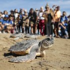 Las catorce tortugas nacidas del nido hallado en El Puig el pasado verano vuelven al mar.