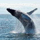 Imagen archivo de ballena