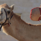 Los camellos en Qatar