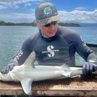 Fotografía cedida por la Dirección del Parque Nacional Galápagos que muestra a un investigador mientras toma medidas a una cría d tiburón martillo (Sphyrna lewini) en las Islas Galápagos (Ecuador). Un nuevo criadero de tiburones martillo (Sphyrna lewini) fue descubierto en las Islas Galápagos (Ecuador) y se suma a otras dos "guarderías" de ejemplares de menos de un año de esta especie en peligro crítico de extinción halladas anteriormente en el archipiélago.