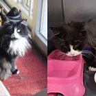 Nueva York. Mini en 2012 (izq.) y en 2022 tras haber sido encontrada.