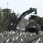 Trabajo.- La tarea de la recolección de la caña de azúcar.