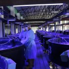 PLANTA DE PROCESAMIENTO DE ARTEMIA MONTADA POR LA UNIÓN DE CODEMET Y LA EMPRESA BELGA I&V BIO EN LA PROVINCIA DE SANTA ELENA |
SAN PABLO PRODUCCIÓN DE ARTEMIA LARVAS DE CAMARÓN CON NUEVA TECNOLOGÍA DONDE ESTUVO DE INVITADO EL VICEPRESIDENTE OTTO SONNENHOLZNER | PERIODISTA: LISBETH ZUMBA FECHA: 24/01/2020 Agencia (ag-extra)