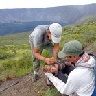 Escenario. Neonato de iguana rosada localizada en el volcán Wolf de la isla Isabela.
