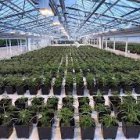 Siembra.- Un cultivo de cannabis actualmente usado en una variedad de productos que se venden en farmacias.