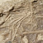 Fotografía de cerca de la pata de un mamífero entre las costillas de Microraptor.