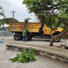 Hecho. Las plantas marchitas y la basura fueron retiradas del lugar.