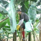 TRABAJADOR AGRÍCOLA DE HACIENDA BANANERA MIENTRAS COLOCA FUNDAS DE PROTECCIÓN A LOS RACIMOS DE BANANO.