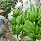 Hacienda. En enero de 2023 la producción de banano bajará 8,10 %, esto es 2,9 millones menos de cajas versus enero de 2022.