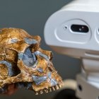 Molde de un cráneo de neandertal y el robot Tiago de PAL Robotics (Barcelona) en la Universidad Técnica de Delft en Países Bajos. Imagen facilitada por el investigador Pablo Lanillos.