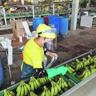 Hacienda. Una mujer pone etiqueta al banano que será exportado.