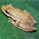 Fotografía sin fecha cedida por La Fundación Charles Darwin, que muestra una rana de árbol.