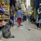 Antes de irse a dormir, Ranjit G, el conductor de una familia en una barrida de Nueva Delhi, debe acomodar un dispositivo "anti perros": una malla con púas que colocan sobre los techos de los carros para evitar que los vehículos sean también colonizados por los perros, mientras los datos de ataques y muertes por rabia en la India repuntan por una población salida de control. La India tiene la mayor población de perros callejeros en el mundo con 62 millones de animales sin hogar, seguido de lejos por China con 20 millones, según el índice Pet Homelessness Index (PHI), de la multinacional noteamericana Mars Pet Care. EFE/ Indira Guerrero