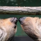 Limón (Costa Rica). Un par de perezosos juguetea en el centro de rescate en un área protegida del Caribe.