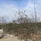 Estado. Hay arboles que mantienen su verdor, otros están secos y grises.