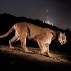 un puma que se hizo famoso por viajar a través de dos congestionadas autopistas californianas y que se convirtió en un símbolo de la disminución de la diversidad genética de animales atrapados por el desarrollo urbano. EFE/Steve Winter/National Geographic