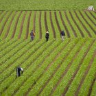 En la imagen de archivo, varios trabajadores del campo retiran malas hierbas en una plantación de lechugas.