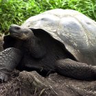 Una tortuga gigante o Galápago camina por un sendero del Parque Nacional Galápagos en la isla Santa Cruz del archipiélago de las islas Galápagos, en una fotografía de archivo.