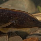 Imagen de un Sternarchorhynchus hagedornae, una de las 333 especies identificadas en un nuevo estudio sobre la diversidad de peces de agua dulce del Parque Nacional Madidi (Bolivia).