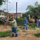 Especies. El retiro de los árboles se dio el martes 3 de enero.