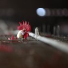 -FOTODELDIA- EA4503. AMRITSAR, 07/01/2021.- Un pollo se asoma a su jaula en una granja de pollos en Chabba, cerca de Amritsar en la India, este jueves. La India notificó la presencia en el país de casos de gripe aviar, una enfermedad viral contagiosa que se propaga entre las aves y otros animales. EFE/ Raminder Pal Singh Alerta por gripe aviar en la India