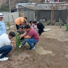 an desarrollado parcelas demostrativas de cultivos de hortalizas, maíz, soya y arroz, etc.