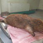 Exhibición. El animal, aparece tras ser recogido muerto en noviembre de 2022.