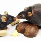 En la imagen de archivo, dos ratones de laboratorio, uno de ellos con síntomas de obesidad, en un laboratorio en Leipzig (Alemania).