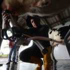 HOMBRE TRABAJADOR DE HACIENDA GANADERA EXTRAYENDO LA LECHE DE LAS UBRES DE LA VACA |
Producción de leche en el sendero del cóndor Rumipamba Quito 29 de Abril de 2021 Agencia (ag-extra ag-expreso-ag-quito) Gustavo Guaman