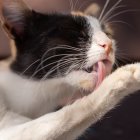 Un detalle. A diferencia de los perros, que usan la lengua como una cuchara, los gatos beben el líquido que queda atrapado entre sus papilas.