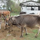 Hacienda. Algunas de las vacas en Manabí que por falta del pasto han bajado de peso y se ven sus costillas.